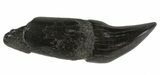 Fossil Odontocete (Toothed Whale) Tooth - Maryland #41327-1